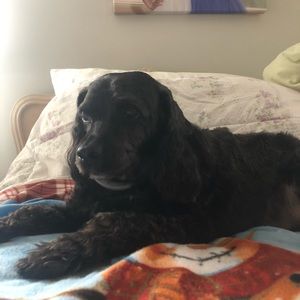 Meet your Posher, Bella